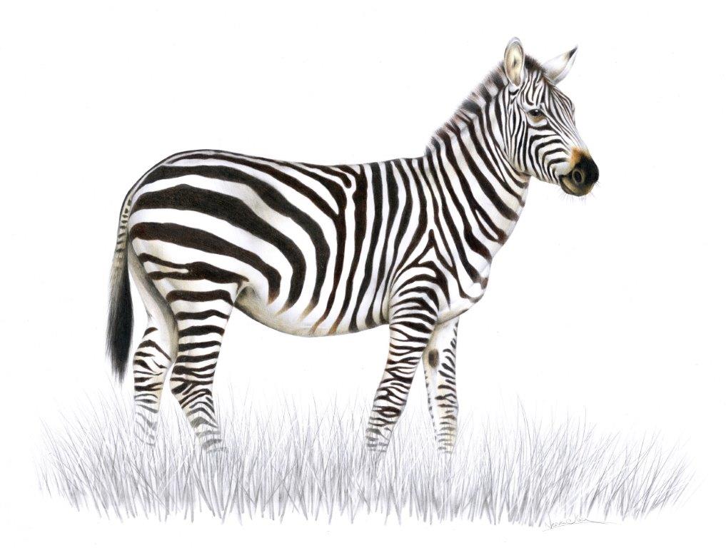 Zebra Böhmova – Kresba - tužky a pastelky